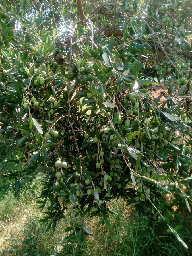 Appartamento Mendula Pakoštane Esterno foto